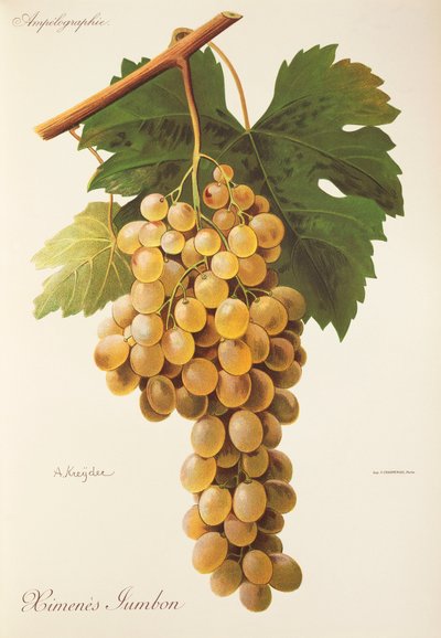 Himenes Jumbon üzümü, A. Kreyder by Alexis Kreyder