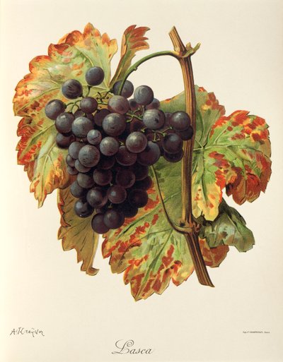 A. Kreyder tarafından Lasca üzümü by Alexis Kreyder