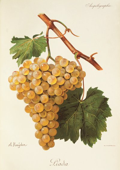 A. Kreyder
