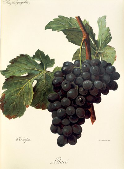 Linne üzümü, A. Kreyder by Alexis Kreyder