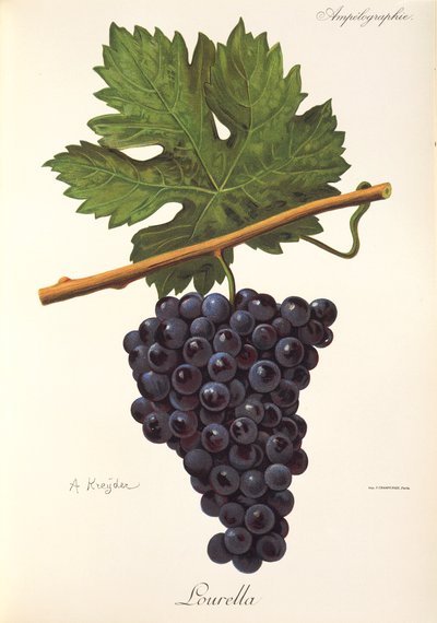 Lourella üzümü, A. Kreyder by Alexis Kreyder