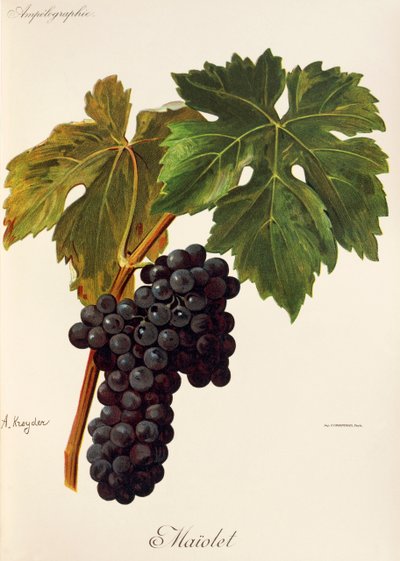 Maiolet üzümü, A. Kreyder by Alexis Kreyder