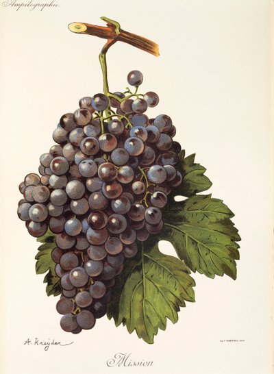 A. Kreyder tarafından misyon üzüm by Alexis Kreyder