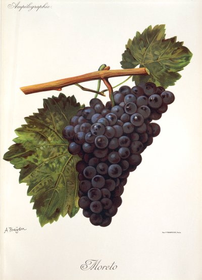 Moreto üzüm, A. Kreyder by Alexis Kreyder