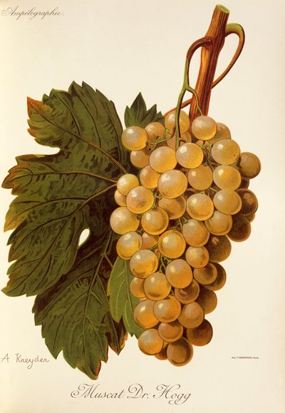 Muscat Dr. Hogg üzümü, A. Kreyder by Alexis Kreyder