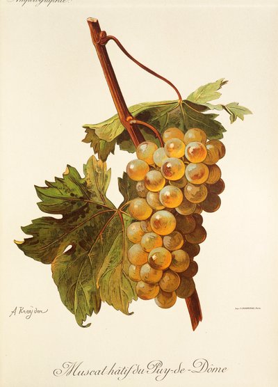 Muscat Hatif du Puy-de-Dome üzümü, A. Kreyder by Alexis Kreyder