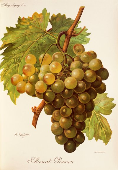 Muscat Pearson üzümü, A. Kreyder by Alexis Kreyder