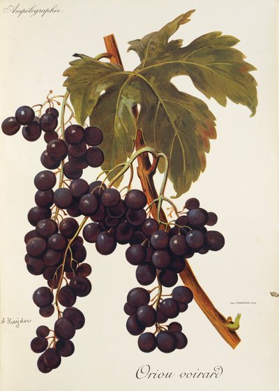 A. Kreiter