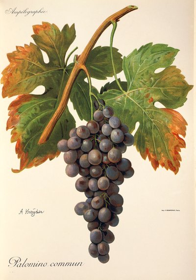 Palomino Commun üzümü, A. Kreyder by Alexis Kreyder