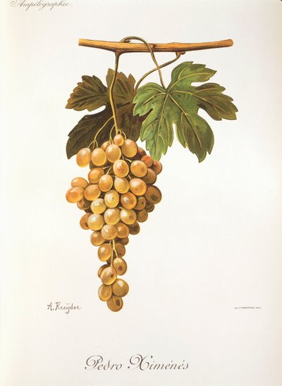 Pedro Mimenes üzümü, A. Kreyder by Alexis Kreyder