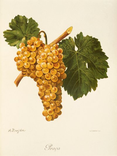 Çalışma üzümü, A. Kreyder by Alexis Kreyder