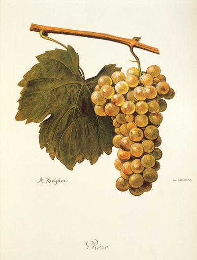A. Kreyder