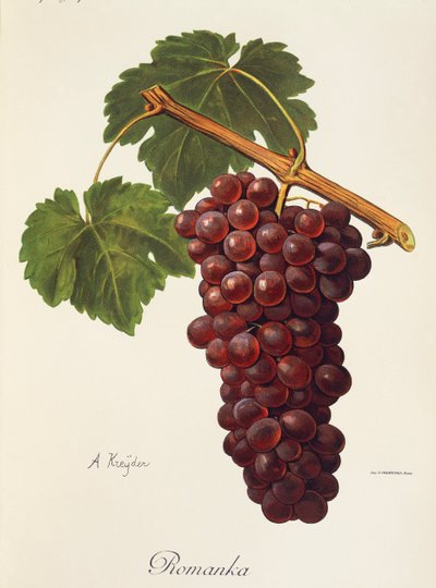 A. Kreyder tarafından Romanka üzüm by Alexis Kreyder