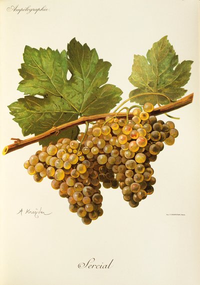 A. Kreyder