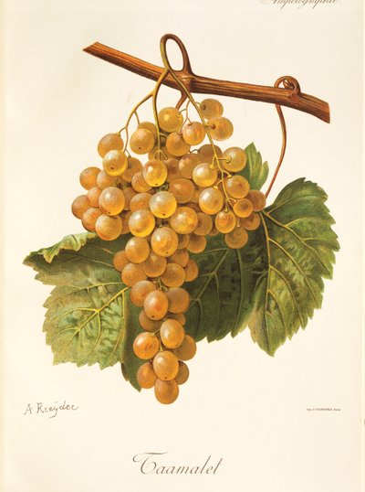 A Kreyder tarafından Taamalet üzüm by Alexis Kreyder