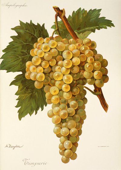 Timpurie üzümü, A. Kreyder by Alexis Kreyder
