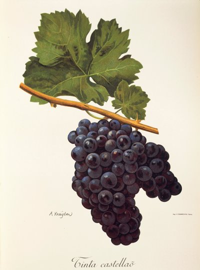 A. Kreyder tarafından Castellao üzüm mürekkebi by Alexis Kreyder