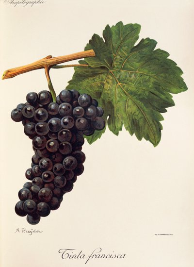 A. Kreyder tarafından Fransisken üzüm mürekkebi by Alexis Kreyder