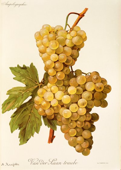 Van der Laan Traube üzümü, A. Kreyder by Alexis Kreyder