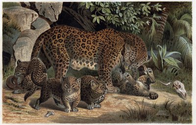 Panter ve yavrusu - Panthera, “Brehm