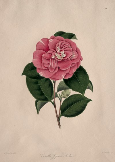  by Alfred Chandler