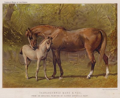 Safkan Kısrak ve Tay (renkli taş) by Alfred Chantrey Corbould