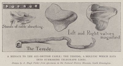 Tüm İngiliz Kablosuna Tehdit, Teredo, Denizaltı Telgraf Hatlarını yiyen bir Yumuşakça by Alfred Hugh Fisher