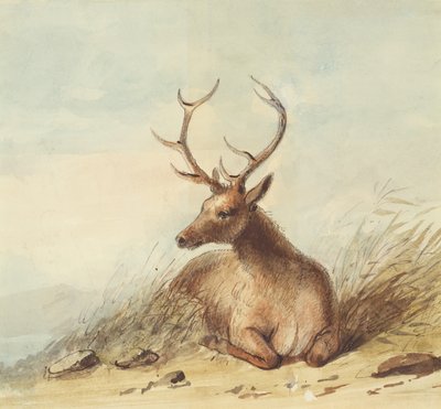 Elk, Rocky Mountains, c.1837 (kalem, tükenmez kalem ve mürekkep ve kağıt üzerine sulu boya) by Alfred Jacob Miller