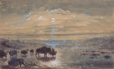 Gece Manzarası, Çayırda Bufalolar, 1837 dolayları (kağıt üzerine suluboya) by Alfred Jacob Miller
