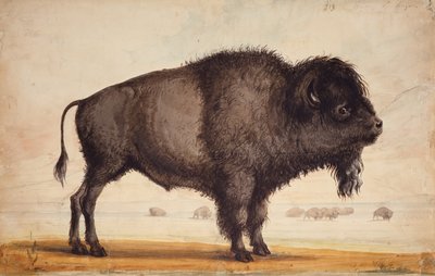 Esinti Kokusu, c.1837 (kağıt üzerine suluboya) by Alfred Jacob Miller