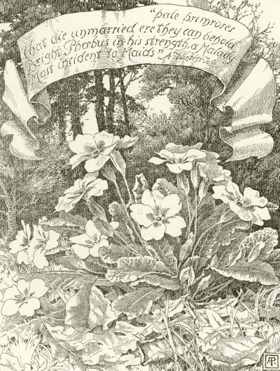 Pale Primroses (gravure) by Alfred Parsons
