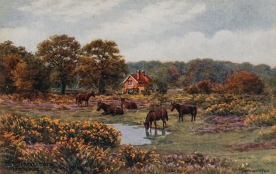 Yeni Orman Midillileri, Lyndhurst by Alfred Robert Quinton