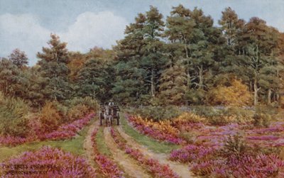 Brockenhurst yakınlarındaki çam ağaçları ve funda by Alfred Robert Quinton