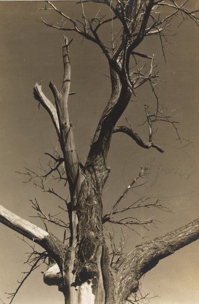 Ölen Kestane Ağacı (ters) by Alfred Stieglitz