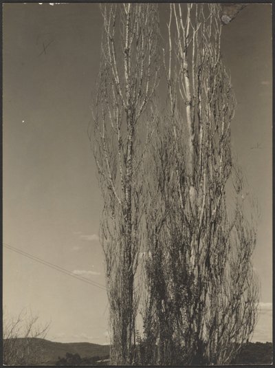  by Alfred Stieglitz