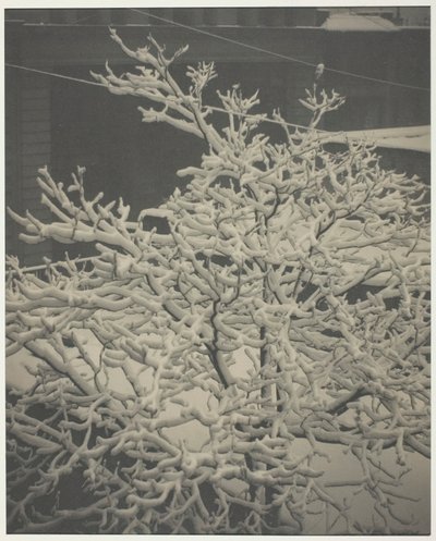 Arka Pencereden 291 Karla Kaplı Ağaç, Arka Bahçe, 1915. by Alfred Stieglitz