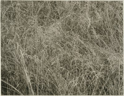 Çimen by Alfred Stieglitz