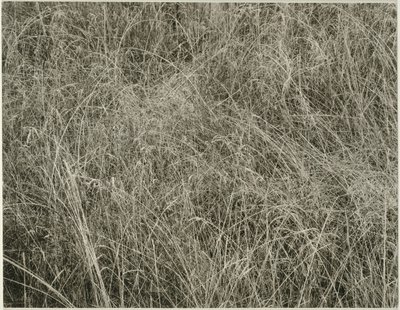 Çim, 1933. by Alfred Stieglitz