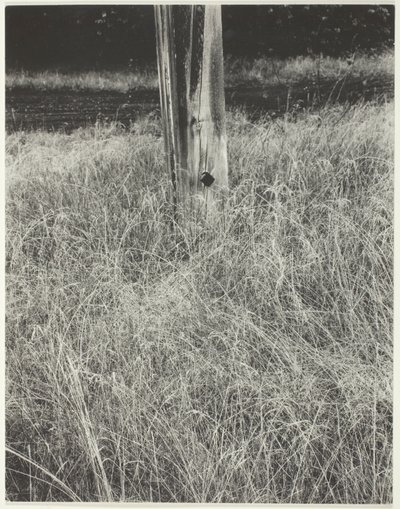 Çim ve Bayrak Direği by Alfred Stieglitz