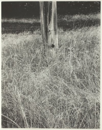Çim ve Bayrak Direği, 1933. by Alfred Stieglitz