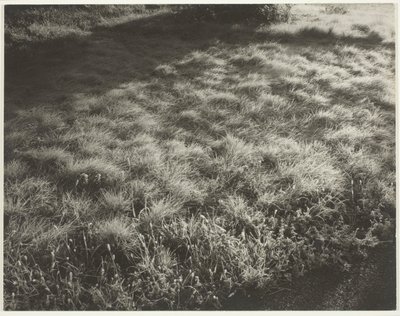 Çim ve Don by Alfred Stieglitz