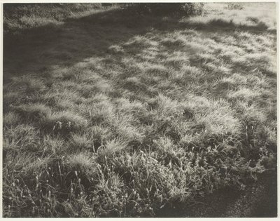 Çim ve Don, 1934. by Alfred Stieglitz