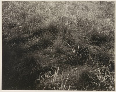  by Alfred Stieglitz