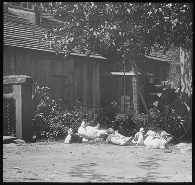 değerlendirme by Alfred Stieglitz