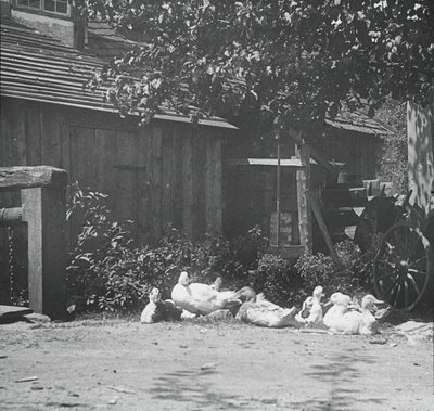 Gutach, 1894. by Alfred Stieglitz