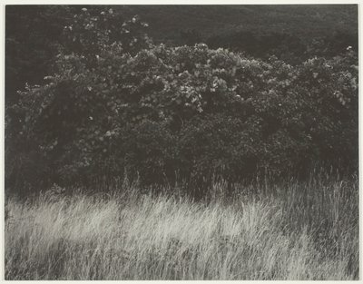Çit ve Otlar - George Gölü by Alfred Stieglitz