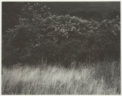 Çit ve Otlar - George Gölü, 1933. by Alfred Stieglitz