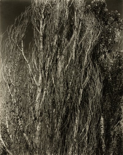 Kavaklar—George Gölü by Alfred Stieglitz