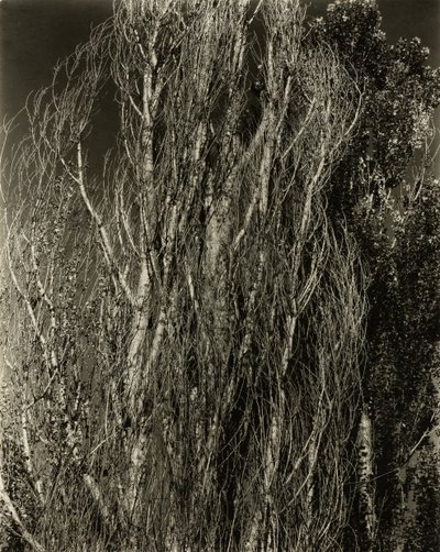 Kavaklar - George Gölü, 1932. by Alfred Stieglitz