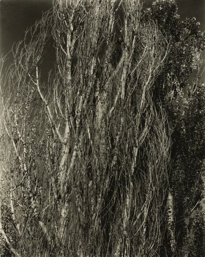 Kavak - George Gölü by Alfred Stieglitz